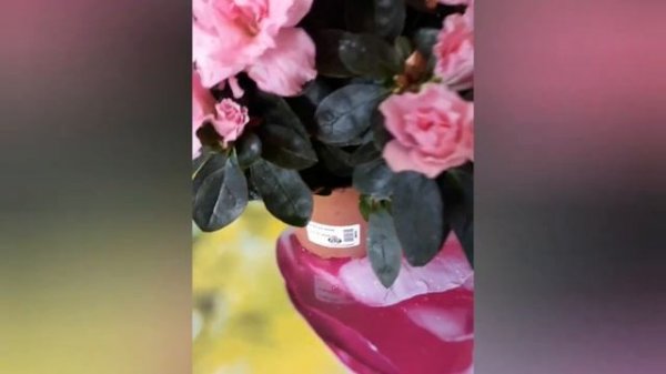 Азалия комнатная, Azalee, Azalea, уход и полив азалии, зимняя красота дома