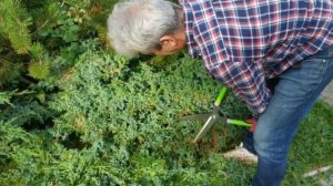 Не переплачивайте за садовые инструменты / Бюджетные садовые ножницы и сикаторы