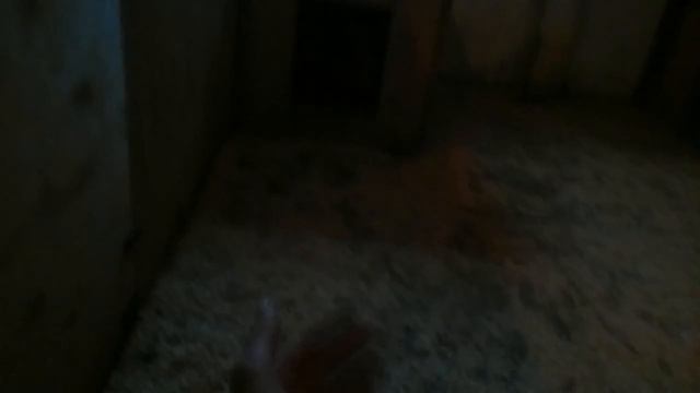 Пункт временного содержания беднадзорных животных Старый Оскол ищем хозяев смотреть онлайн