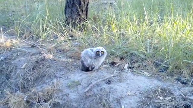 Совёнок упал с гнезда. смотреть онлайн