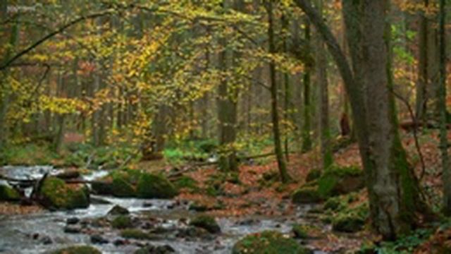 Красивая Расслабляющая Музыка ─ Мирных Флейта Музыка, Музыка Для Медитации, Музыка Для Сна смотреть онлайн