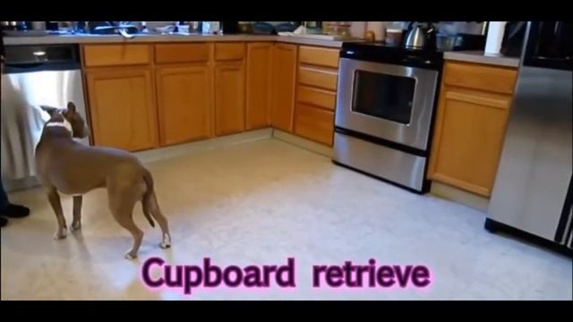 АМЕРИКАНСКИЙ (американский) ПИТБУЛЬ ЗАЖИГАЕТ.дрессировка и воспитание собак. смотреть онлайн