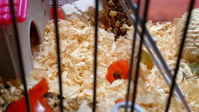 какие джунгарские хомячки в 10 дней/ Анюта Mix смотреть онлайн