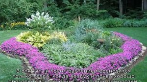 Брахикома — описание, посадка и уход