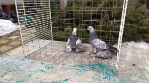 Достаточно редкая для России порода бойных голубей!