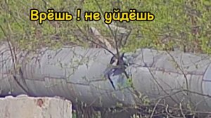 Кроухантинг : Нарезки из рейдов , отчёты и итоги ( тест пули квинтор флеш ) Crowhunting 2023 г.