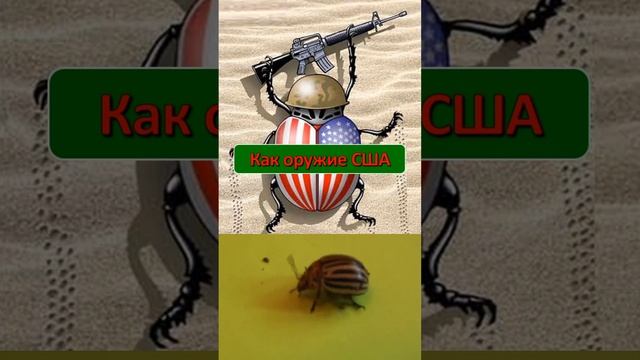 Как в СССР появился колорадский жук - опасный вредитель растений семейства паслёновых? смотреть онлайн