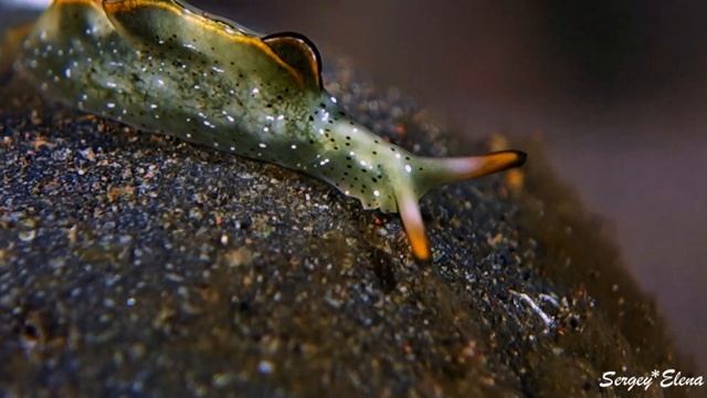 BALI 2018 part 4- Underwater world - DIVING TULAMBEN SONY RX-100 смотреть онлайн