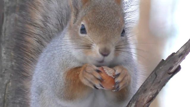 Белка кушала орех и внезапно зависла смотреть онлайн