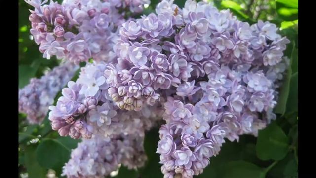 Расцвела сирень черёмуха в саду смотреть онлайн