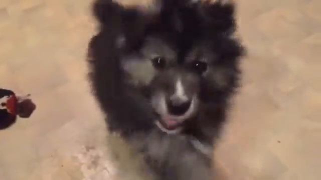 Бостон. Щенок ищет дом. смотреть онлайн