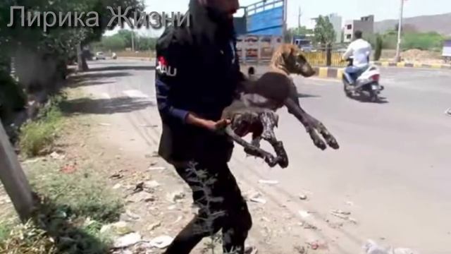 Её жизнь висела на волоске… Собака со Сломанной лапой угодила в Сточную канаву! смотреть онлайн