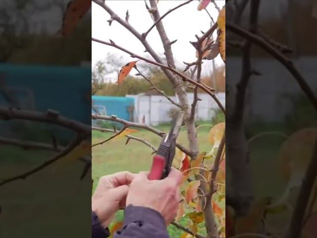 что делать, если ветки НАЛЕГАЮТ друг на друга смотреть онлайн