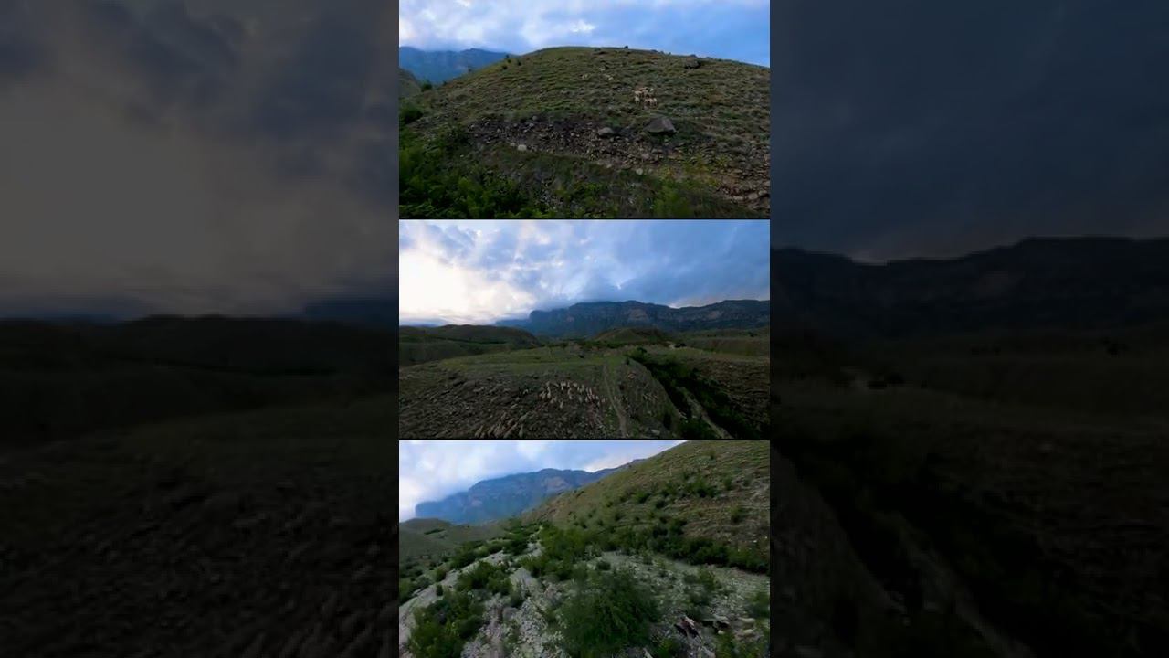 FPV Dagestan And Sheep #shorts