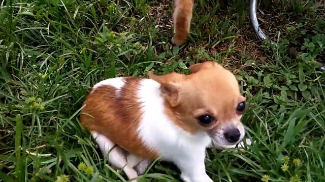 Chihuahuahs Speak! Waiting For Skyrim Special Edition