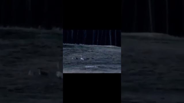Casper Vs 8 Coyotes Full Video