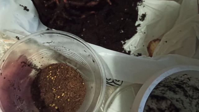 Смотрю корни🌱 смотреть онлайн