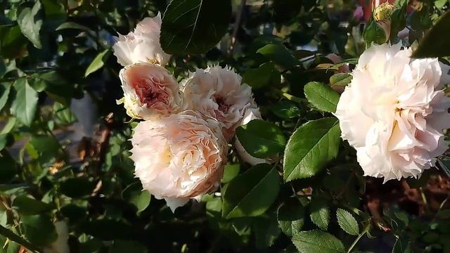 THE WEDGWOOD ROSE [DAVID AUSTIN] смотреть онлайн