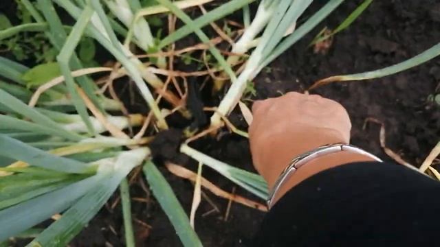 Еще не поздно//Как вырастить Крупный Семейный ЛУК. смотреть онлайн