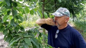 Черешня Валерий Чкалов обзор сорта