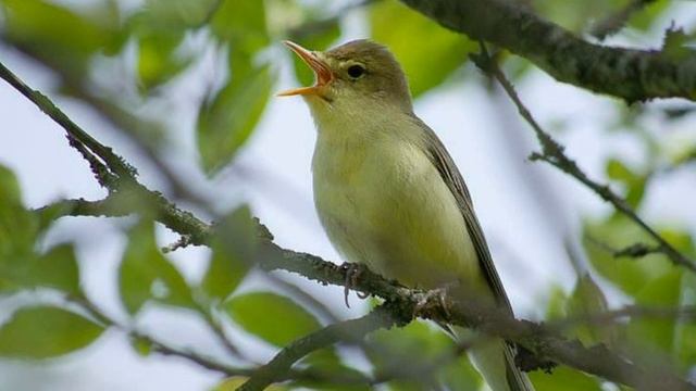 29 сентября / Почему соловей поёт ночью? смотреть онлайн