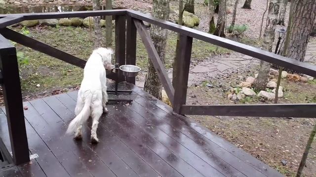 ЛИ СЯО. Алиса - Лиса. Белый проходил мимо в не самый удачный момент. смотреть онлайн