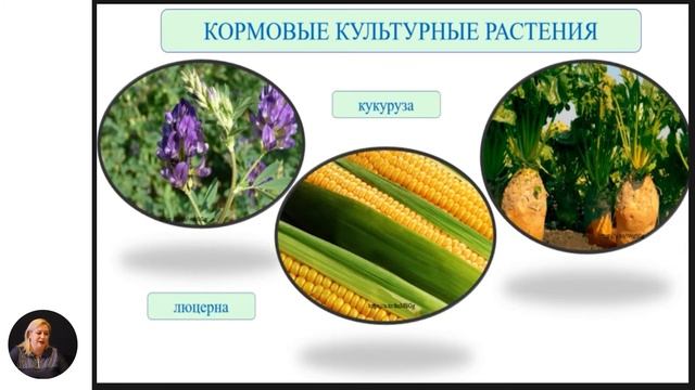 Биология, 6-й класс, Значение растений в природе и в жизни человека смотреть онлайн