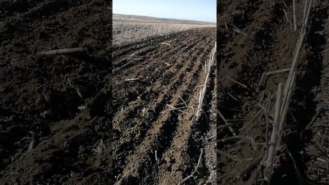 Лущение подсолнечника-Краз смотреть онлайн