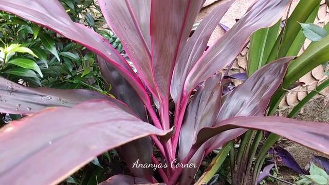 गुड लक प्लांट | cordyline plant propagation easy way | how to multiply cordyline fruticosa смотреть онлайн