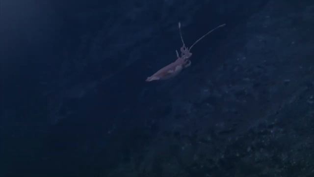 What scares a Great White Shark? смотреть онлайн