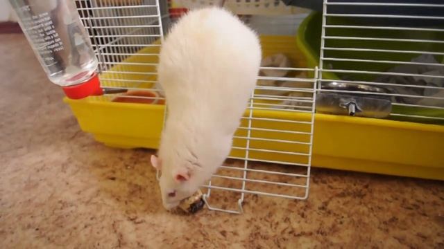 крыса рассердилась на яйцо! забавное видео с крысой Матильдой;):)) смотреть онлайн