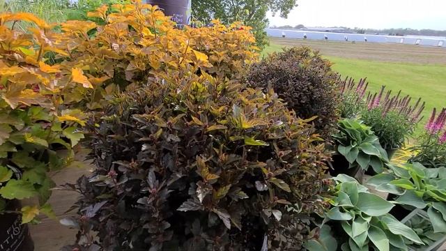 Physocarpus Amber Jubilee™ & Little Devil™ (Ninebark) // Superb, Easy To Grow & Look After Natives