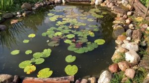 Красноухая черепаха в пруду