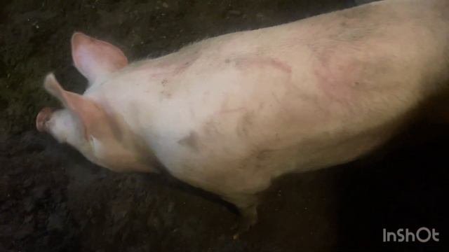 Будни свиноводов , препарат (гормон роста ) по системе @Troi-ckii смотреть онлайн