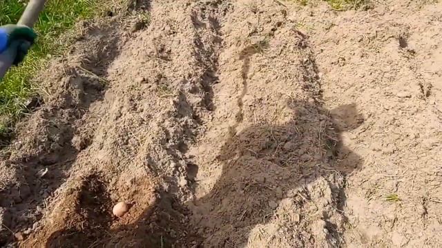 Быстрая посадка картошки вручную | #Стреленки смотреть онлайн