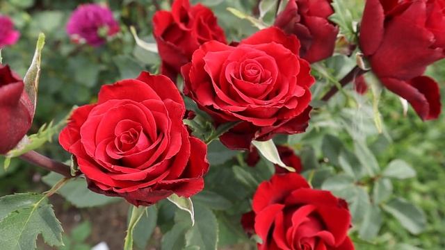 Красивые розы, мощные кусты с букетным цветением! Роза Эксплорер и роза Анри ле Сиданэ! смотреть онлайн