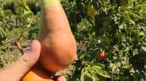 Груша Изольда persikovod.com