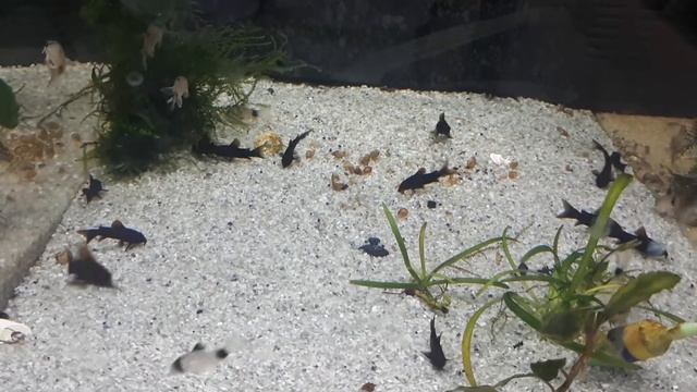 коридорасы венесуэла блэк и панда смотреть онлайн