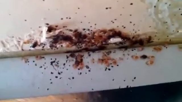 Постельные клопы, заражение квартиры