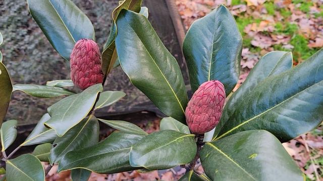 Magnolia grandiflora fruit смотреть онлайн