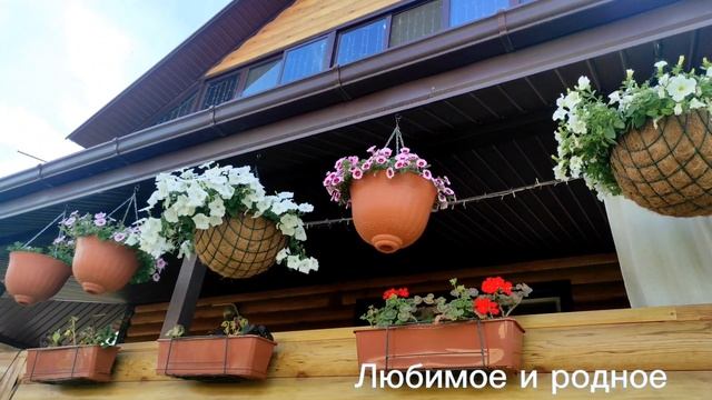 Обзор петунии по сортам. Июнь 2023г.Воронежская область. смотреть онлайн