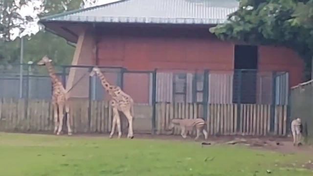 Gdańsk Oliwa zoo. Самый большой зоопарк в Польше смотреть онлайн