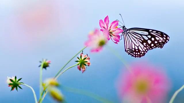 Музыка для массажа| для медитации| для сна| для души| смотреть онлайн