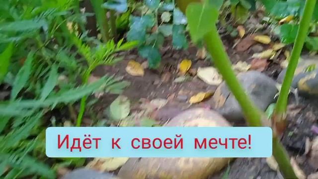 Гости и местные жители на клумбе(богомол, жёлтый паук) смотреть онлайн