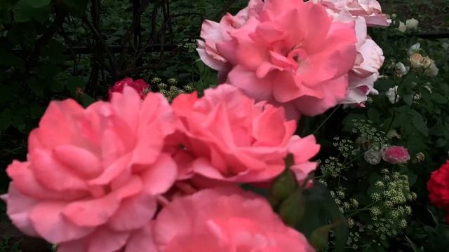 Башкирские розы цветут… смотреть онлайн