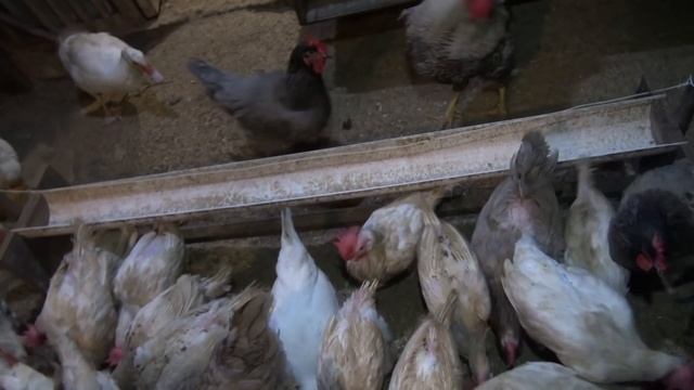 Продолжаю кормить Кур и цыплят черной львинкой. смотреть онлайн