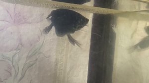 Разведение ГУРАМИ в аквариуме для начинающих