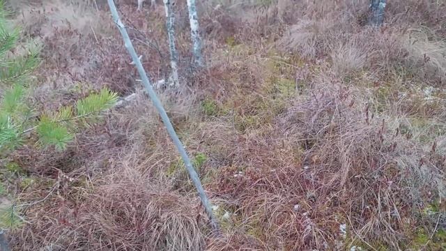 Поход на болото за клюквой смотреть онлайн