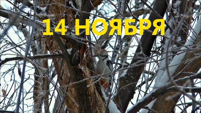 Народные праздники и приметы на НОЯБРЬ смотреть онлайн