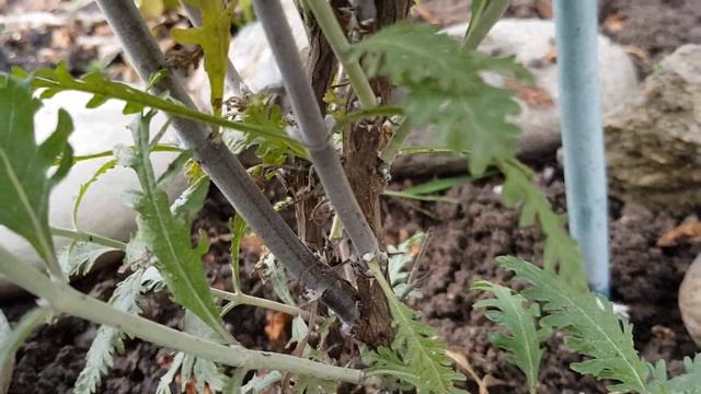 Зацвела ПЕРОВСКИЯ ,(Русский шалфей) Неприхотливый,Ароматный МНОГОЛЕТНИК,засухоустойчивый 28.06.22 г смотреть онлайн